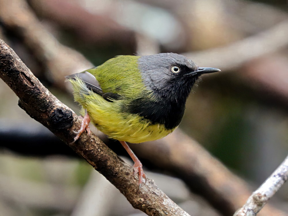 Ave endémica do Monte Namuli (Apalis lynesi)