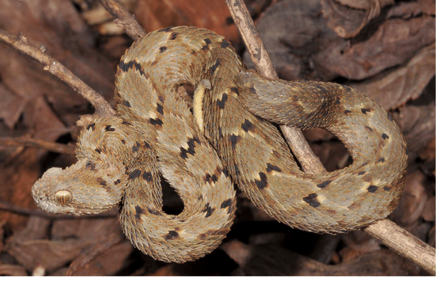 A víbora da floresta do Monte Mabu (Atheris mabuensis)